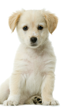 picture of a cute white puppy